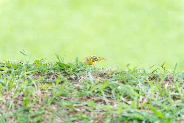 Petit Oiseau Jaune Tenant Plastique Avec Bec Sur Herbe — Photo