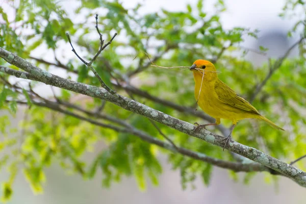 Kleiner Vogel hält Ast mit dem Schnabel — Stockfoto