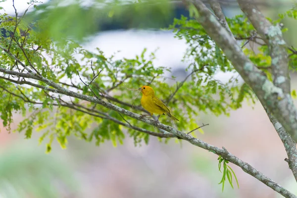 Petit Oiseau Tenant Une Branche Avec Bec Pour Construire Nid — Photo