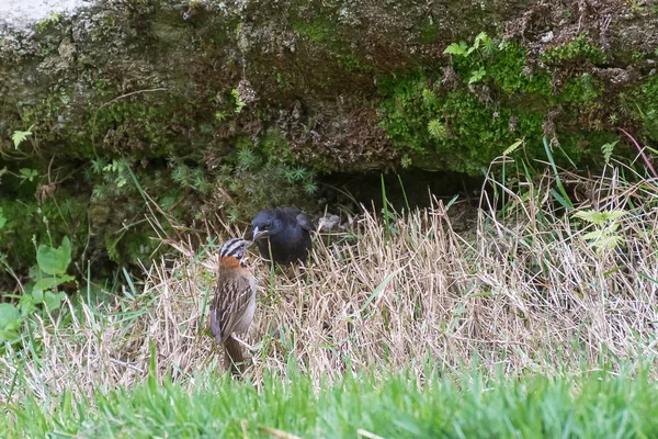 Burung Koboi Mengkilap Parasitalisasi Burung Pipit Berkerah Rufous Tanah — Stok Foto