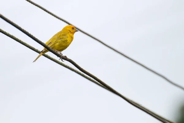 Gelber Atlantischer Kanarienvogel Thront Auf Einer Stromleitung — Stockfoto