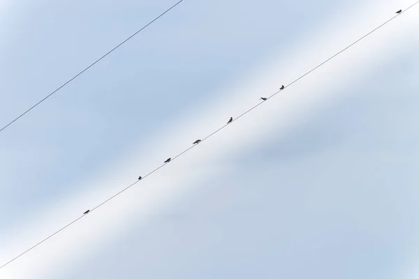 Σιλουέτα Του Πολλές Χελιδόνια Σκαρφαλωμένο Μια Γραμμή Του Ηλεκτρικού Ρεύματος — Φωτογραφία Αρχείου