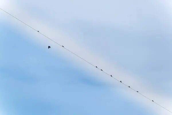 许多燕子的剪影栖息在一条电力线上 — 图库照片