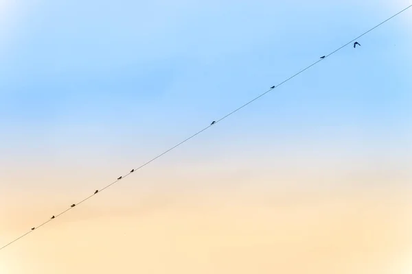 Σιλουέτα του χελιδόνια σκαρφαλωμένο σε γραμμή ισχύος — Φωτογραφία Αρχείου