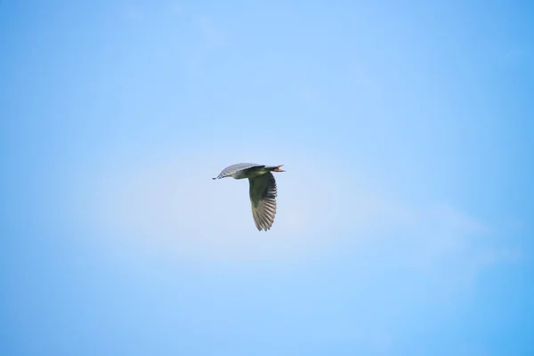 Oiseau Couronné Noir Volant Haut Avec Ciel Bleu Comme Arrière — Photo