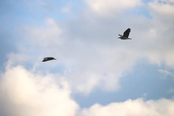 Pájaro Negro Coronado Volando Alto Con Cielo Azul Como Fondo —  Fotos de Stock
