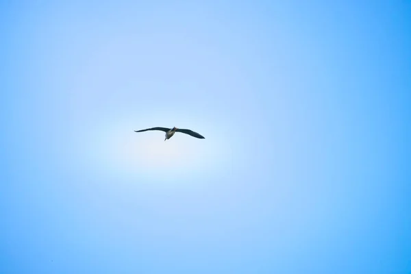 Svart Krönt Fågel Flyger Högt Med Blå Himmel Som Bakgrund — Stockfoto