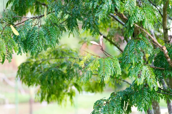 Close Feijão Corda Árvore Acácia Natureza — Fotografia de Stock