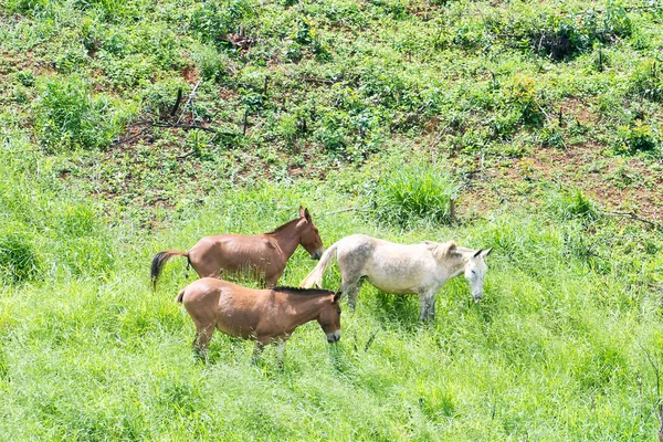 Grupo de mulas pastando en la montaña — Foto de Stock