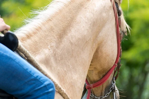 Närbild Huvudet Ljus Brun Häst — Stockfoto