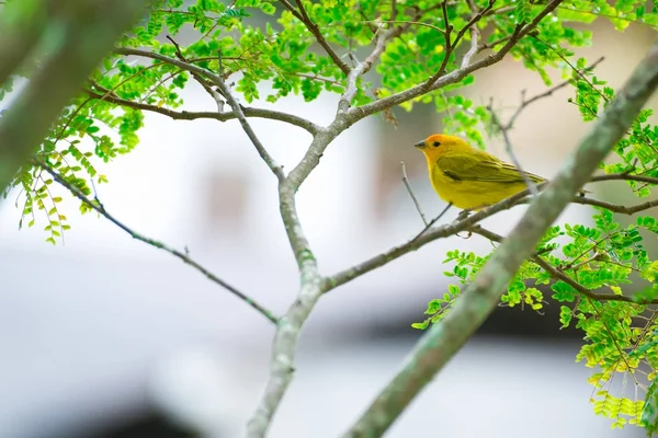 Nahaufnahme Eines Wilden Kanarienvogels Der Der Natur Auf Einem Baum — Stockfoto