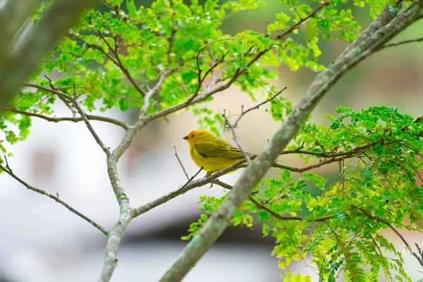 Närbild på vilda kanariefågeln tätting uppflugen — Stockfoto