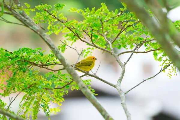 Canari île mâle posant sur une branche d'arbre — Photo