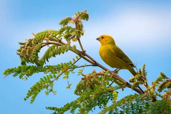 Gros Plan Passereau Canari Sauvage Perché Sur Arbre Dans Nature — Photo