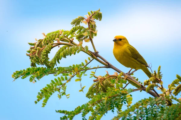 Gros Plan Passereau Canari Sauvage Perché Sur Arbre Dans Nature — Photo