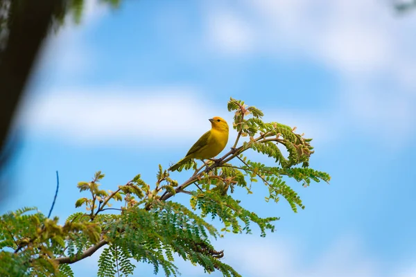 Manliga Canary Poserar Trädgren Naturen — Stockfoto