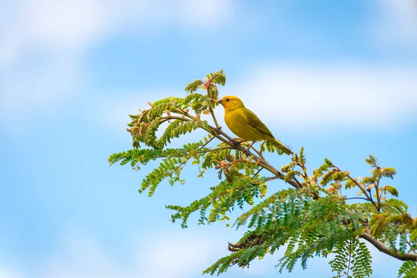 Canari Île Mâle Posant Sur Une Branche Arbre Dans Nature — Photo