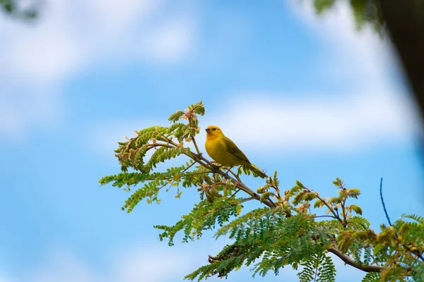 Manliga Canary Poserar Trädgren Naturen — Stockfoto