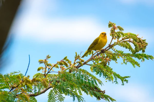 Manliga ön canary poserar på en trädgren — Stockfoto