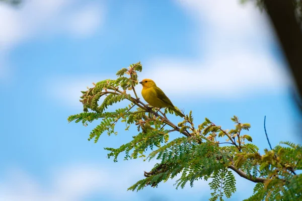 Männlicher Kanarienvogel posiert auf einem Ast — Stockfoto