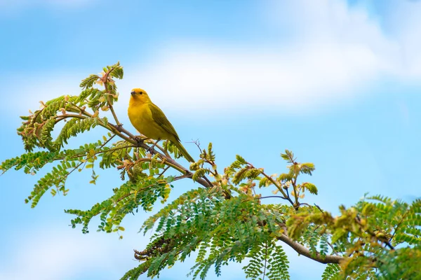 Närbild Vilda Kanariefågel Uppe Träd Naturen — Stockfoto