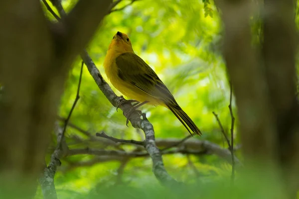 Närbild Vilda Kanariefågel Uppe Träd Naturen — Stockfoto