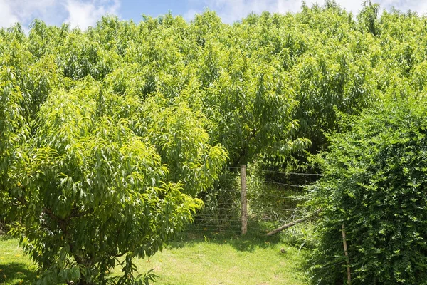 Várias Plantações Pessegueiros Sem Frutos Uma Colina — Fotografia de Stock