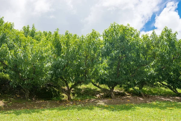 Muitas Árvores Frutíferas Nectarinas Crescendo Colina Dia Ensolarado — Fotografia de Stock