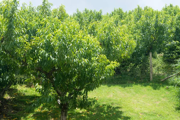 Plusieurs Plantations Pêchers Sans Fruits Sur Une Colline — Photo