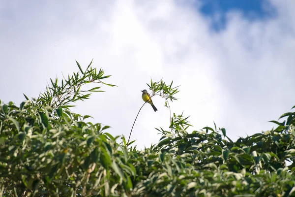 Le bétail tyran oiseau jaune perché sur un arbre — Photo