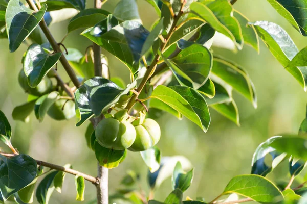 Diospyros kaki persimon kallas även är en frukt — Stockfoto