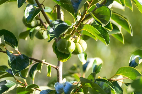 Diospyros Kaki Também Chamado Cáqui Uma Fruta Cultivada — Fotografia de Stock