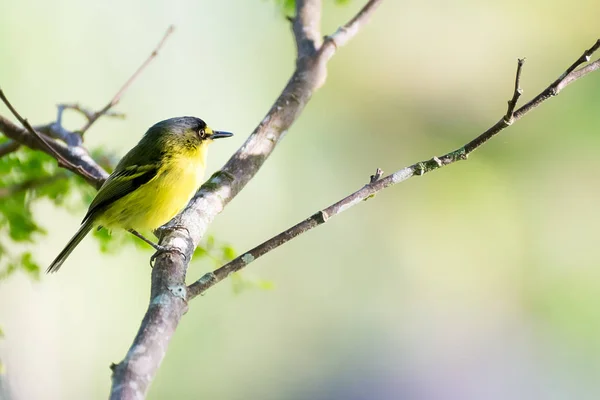 Gros plan de l'oiseau passereau moucherolle jaune — Photo