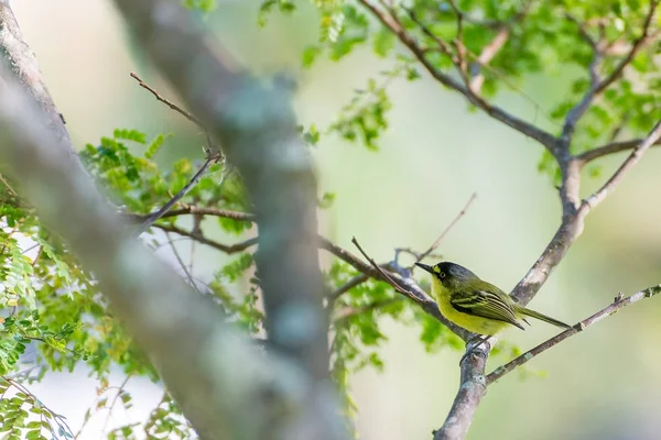 Närbild på gul-Gråhuvad todityrann tätting — Stockfoto