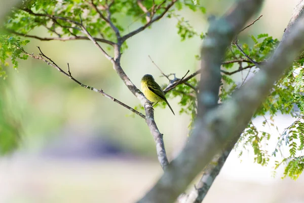 Face Arrière Moucherolle Tête Grise Posant Sur Une Branche Arbre — Photo