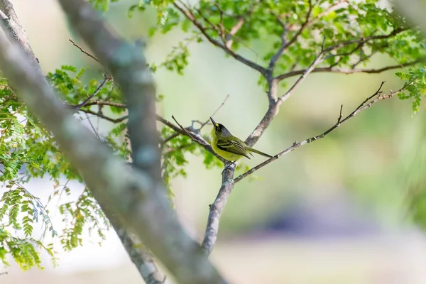 Moucherolle à tête grise posant sur une branche — Photo