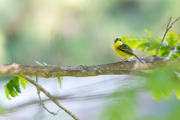 Gros plan de l'oiseau passereau moucherolle jaune — Photo