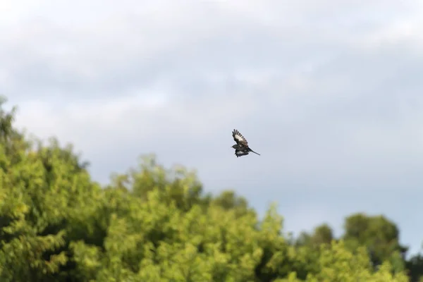 L'oiseau tyran noir à crête en vol — Photo