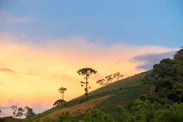 Landskap Med Araucaria Träd Som Bakgrund Solnedgången — Stockfoto