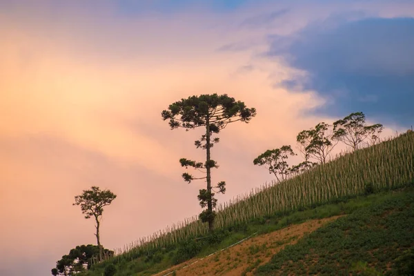 老南洋树在小山有好生气勃勃的背景 — 图库照片