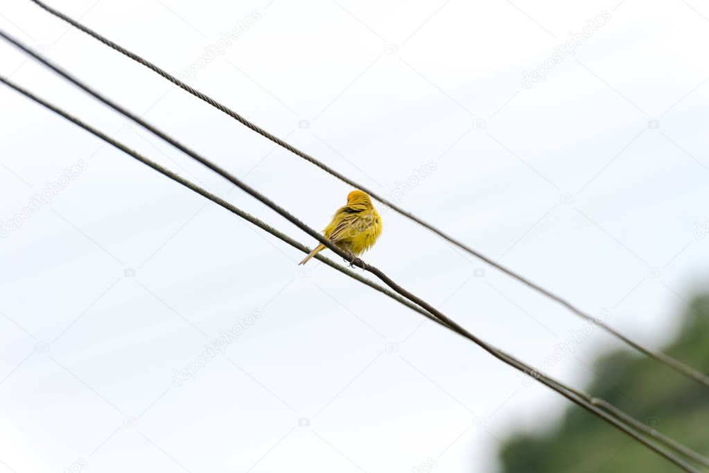Back side of atlantic canary perched on a electric power line