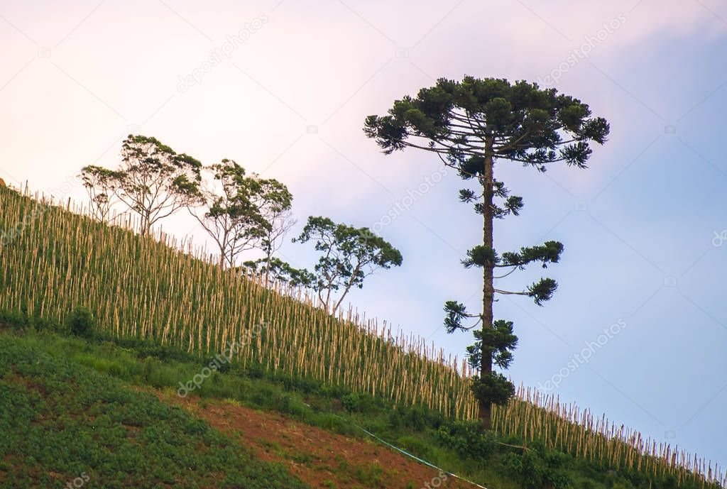 Old araucaria tree on the hill with nice vibrant background