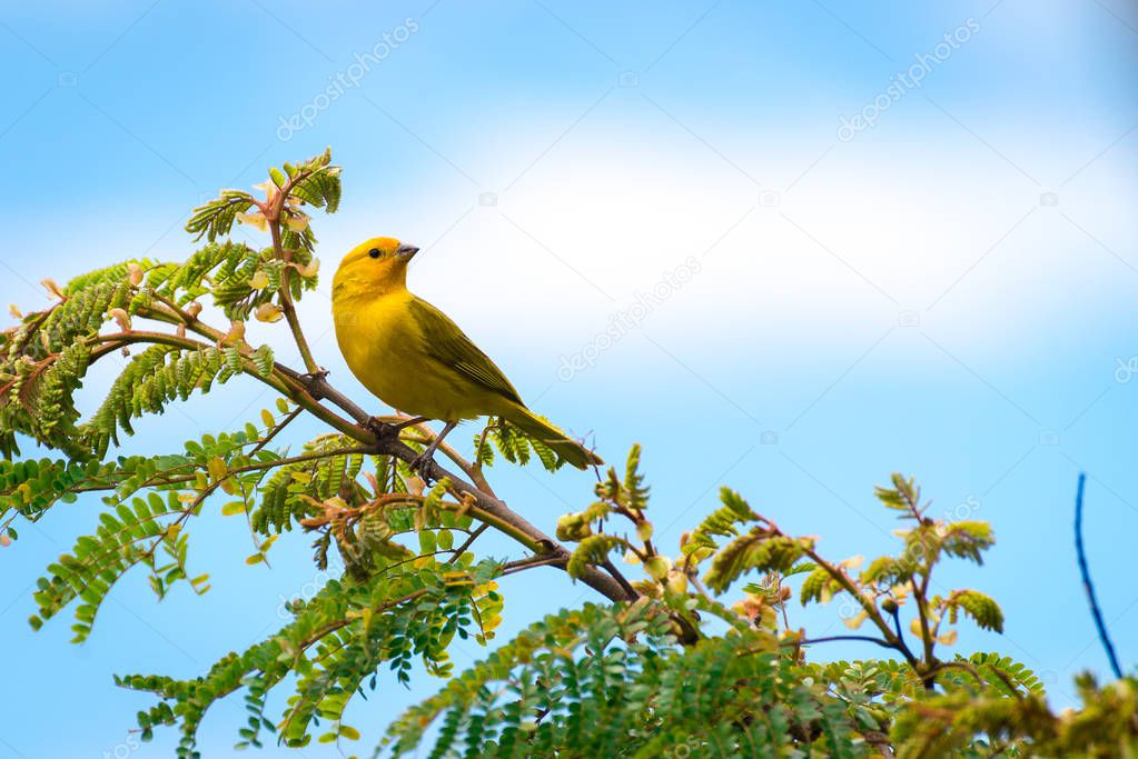 Close up of wild canary passerine bird perched