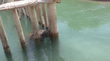 Denizayısı Sığınağı. Doğaya dönmek için gerekli şartları elde edene kadar esaret altında yaşarlar. Alagoas, Brezilya.