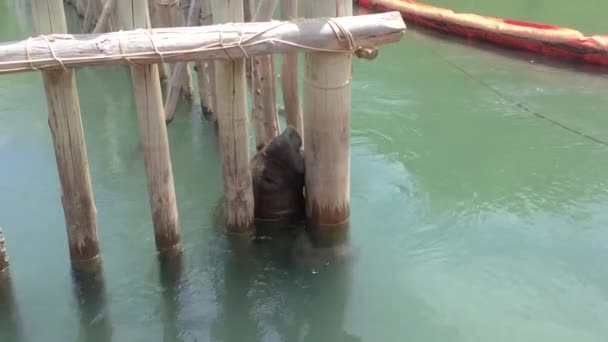 Santuario Del Manatí Viven Cautiverio Hasta Que Adquieren Condiciones Para — Vídeo de stock