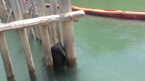 Manatee Sanctuary Leven Gevangenschap Tot Voorwaarden Krijgen Terug Keren Naar — Stockvideo