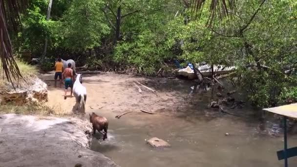 巴西阿拉戈斯 2020年9月9日 人类从巴西阿拉戈斯的河岸上牵着一匹马和它的小鹿 — 图库视频影像