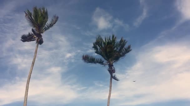 Coconut Träd Topp Blåsig Dag Med Blå Himmel Som Bakgrund — Stockvideo