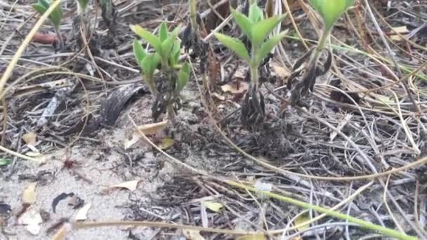 Karıncaların Çoğu Karınca Yuvasına Doğru Yapraklar Taşıyor — Stok video