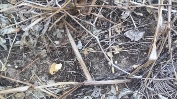 Beaucoup de fourmis sur le sol portant des feuilles vers la fourmilière 